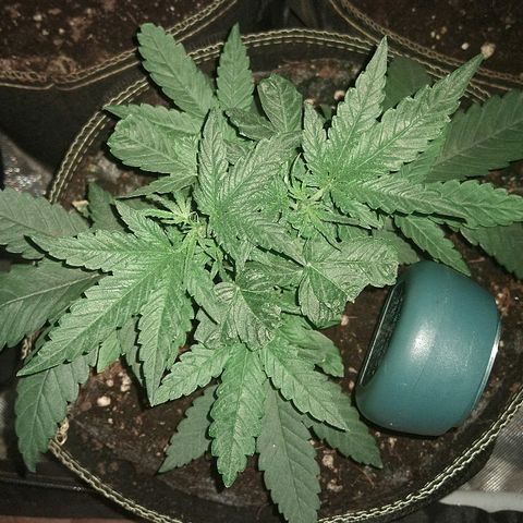 Lemon Kush growlog timeline photo