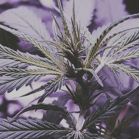 OG Killer growlog timeline photo
