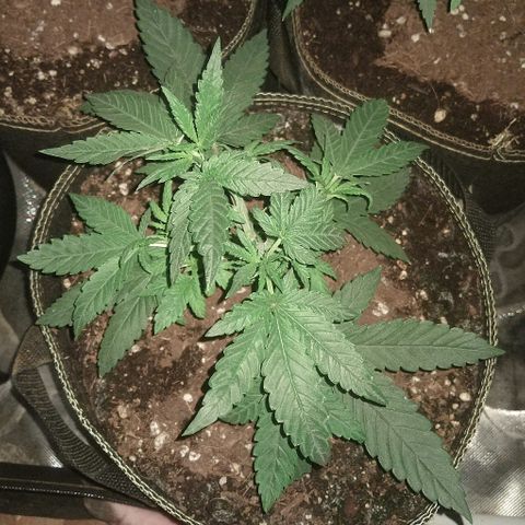 Lemon Kush growlog timeline photo