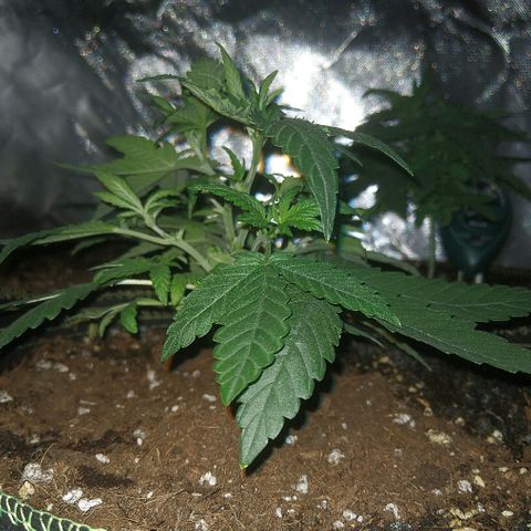 Lemon Kush growlog timeline photo