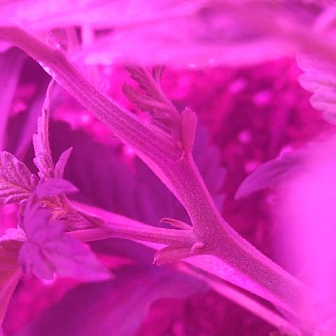 Lemon Kush growlog photo: Swollen calyx