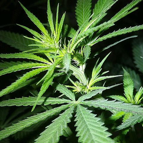 OG Killer growlog timeline photo