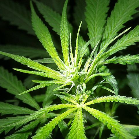 OG Killer growlog timeline photo