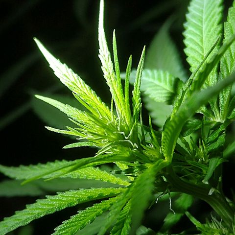 OG Killer growlog timeline photo