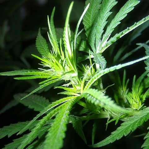 OG Killer growlog timeline photo