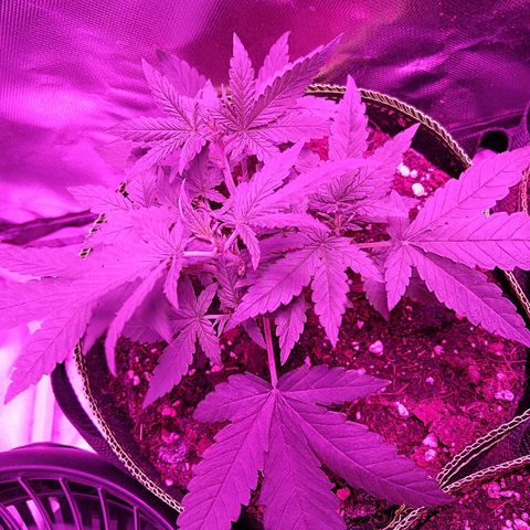 Lemon Kush growlog timeline photo