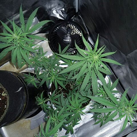 OG Killer growlog timeline photo