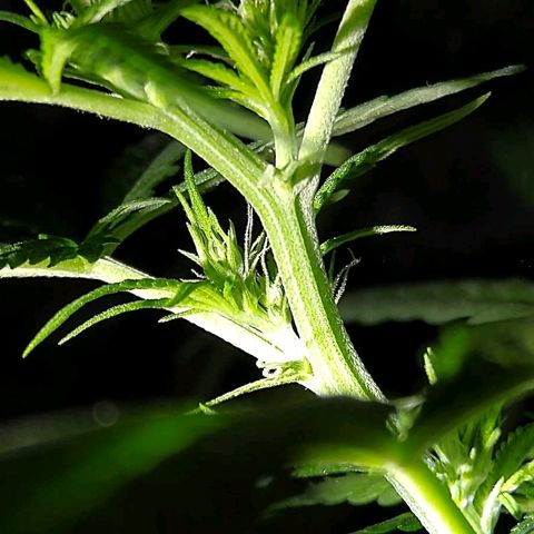 OG Killer growlog timeline photo