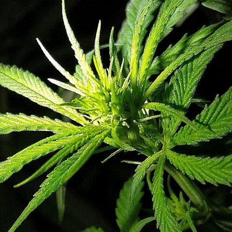 OG Killer growlog timeline photo