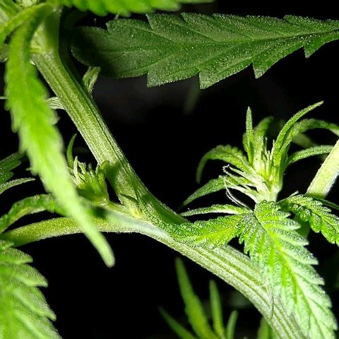OG Killer growlog timeline photo