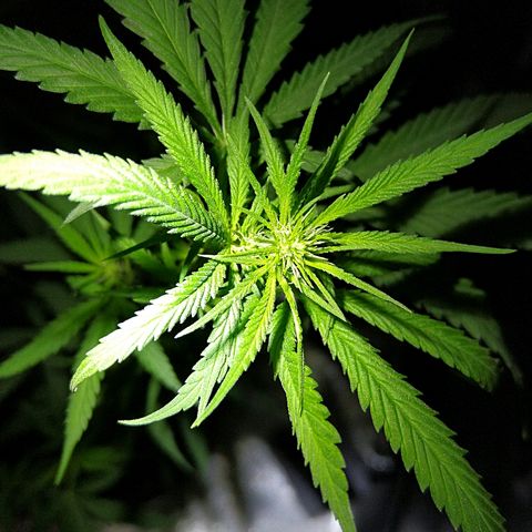 OG Killer growlog timeline photo