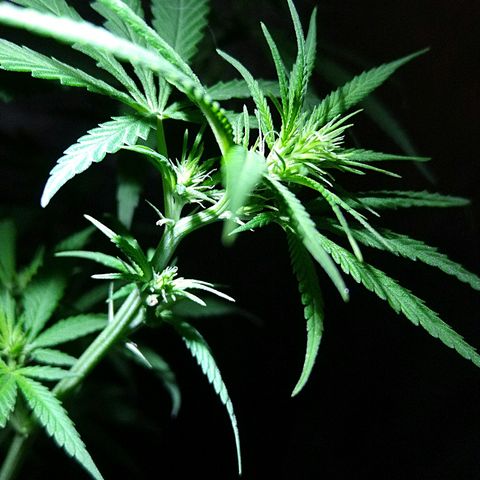 OG Killer growlog timeline photo