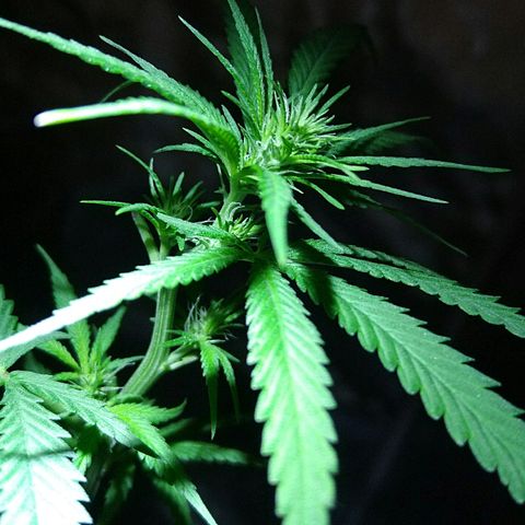 OG Killer growlog timeline photo