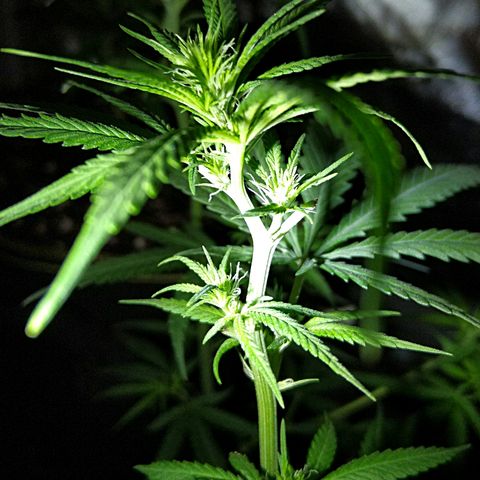 OG Killer growlog timeline photo