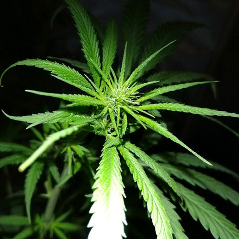 OG Killer growlog timeline photo