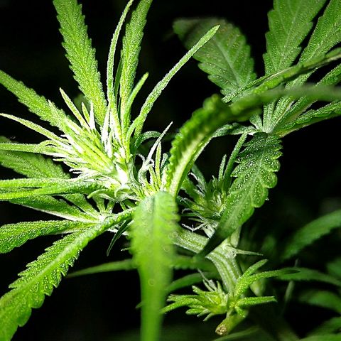 OG Killer growlog timeline photo