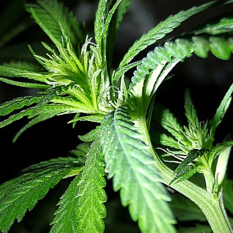 OG Killer growlog timeline photo