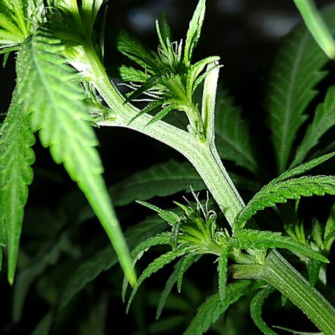 OG Killer growlog timeline photo