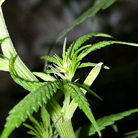 OG Killer growlog timeline photo