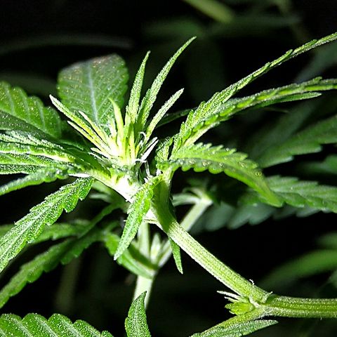 OG Killer growlog timeline photo