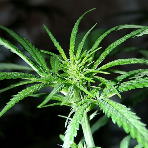 OG Killer growlog timeline photo