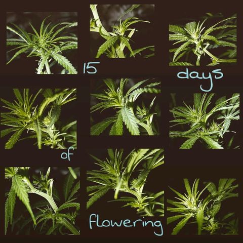 OG Killer growlog timeline photo