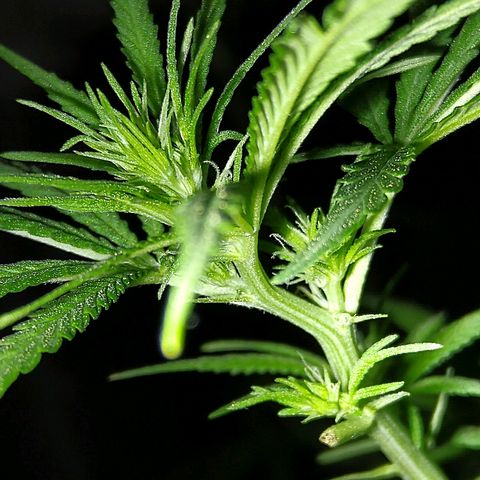 OG Killer growlog timeline photo