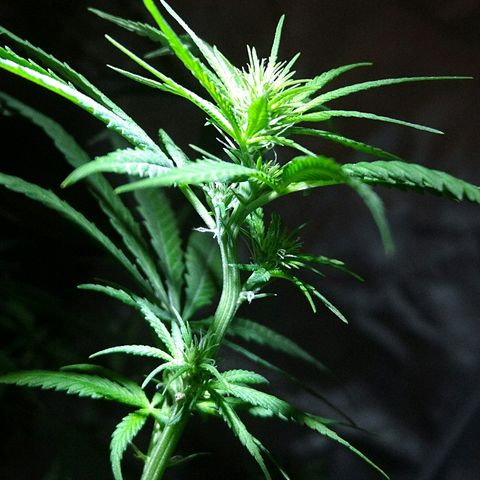 OG Killer growlog timeline photo