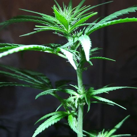 OG Killer growlog timeline photo
