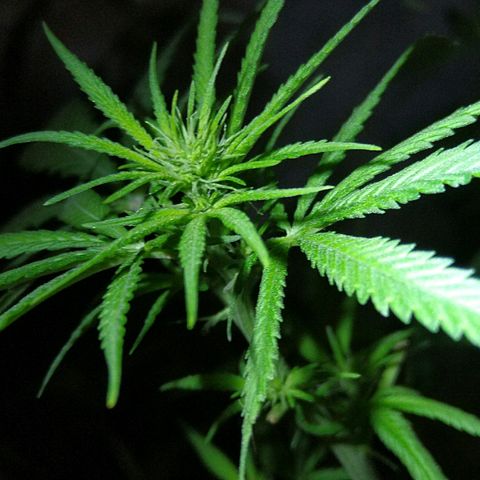 OG Killer growlog timeline photo