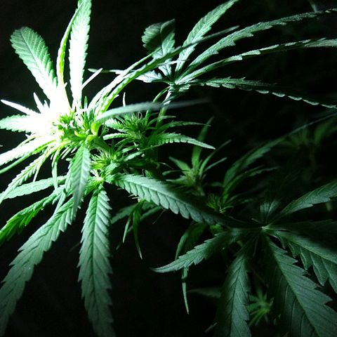 OG Killer growlog timeline photo