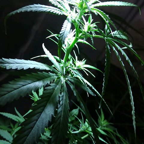 OG Killer growlog timeline photo
