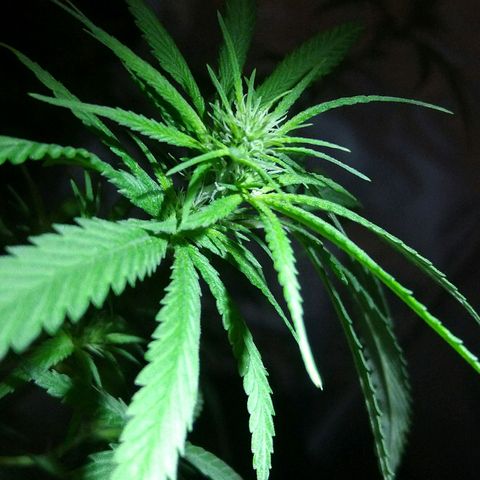 OG Killer growlog timeline photo