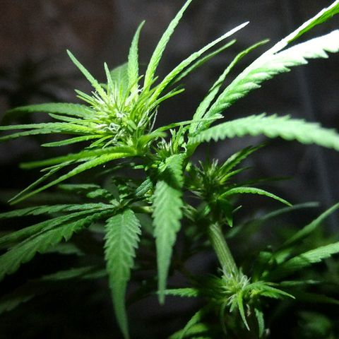 OG Killer growlog timeline photo