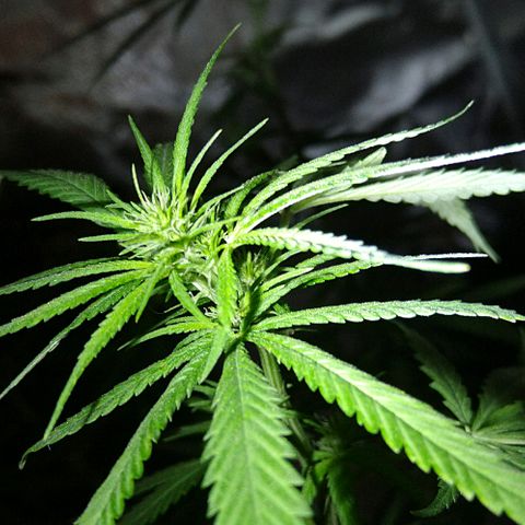 OG Killer growlog timeline photo