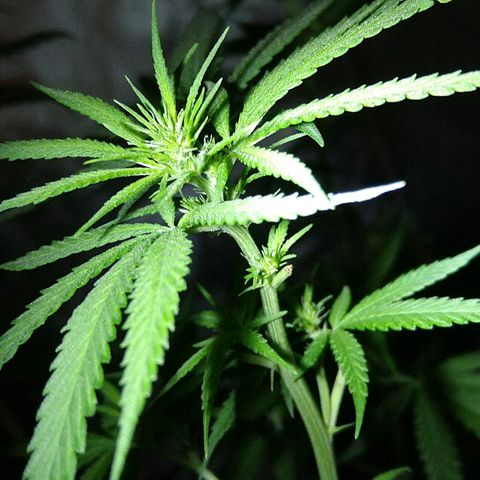 OG Killer growlog timeline photo