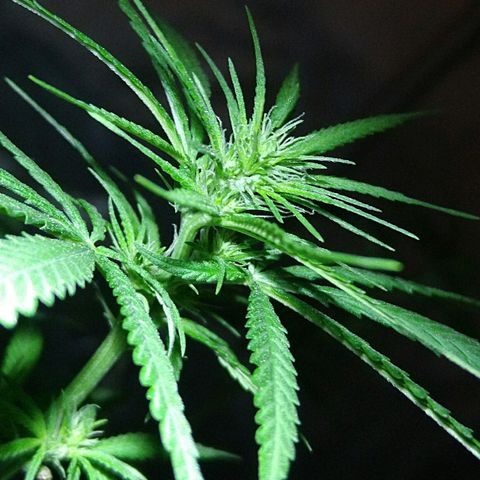 OG Killer growlog timeline photo