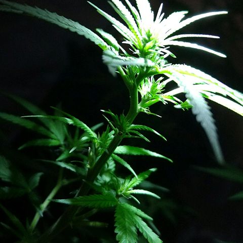 OG Killer growlog timeline photo