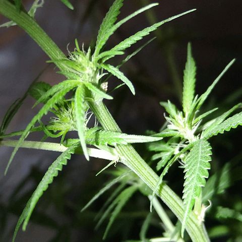 OG Killer growlog timeline photo