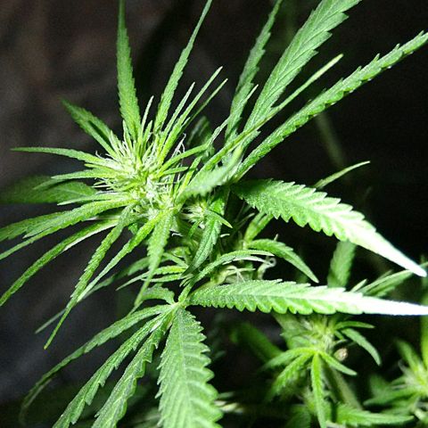 OG Killer growlog timeline photo