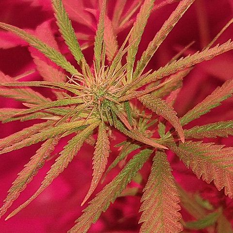 OG Killer growlog timeline photo