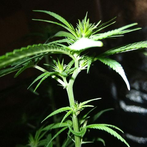 OG Killer growlog timeline photo