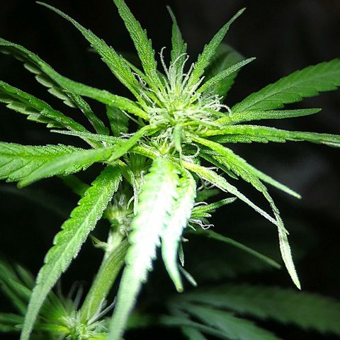 OG Killer growlog timeline photo