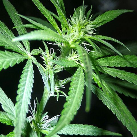 OG Killer growlog timeline photo