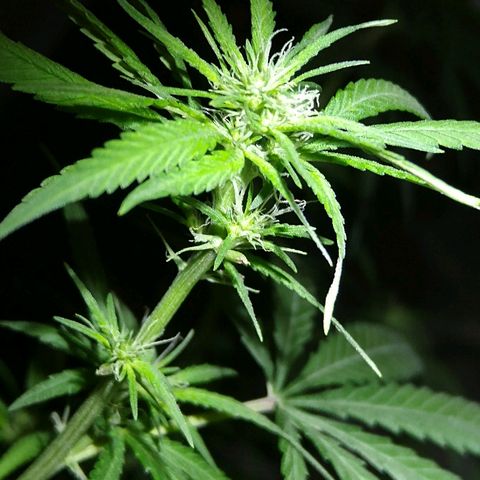 OG Killer growlog timeline photo