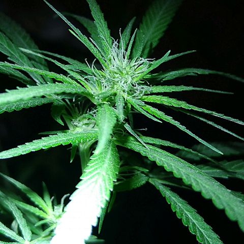 OG Killer growlog timeline photo