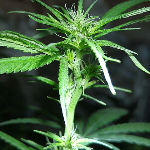 OG Killer growlog timeline photo