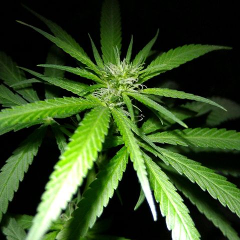 OG Killer growlog timeline photo