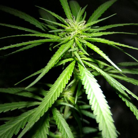 OG Killer growlog timeline photo