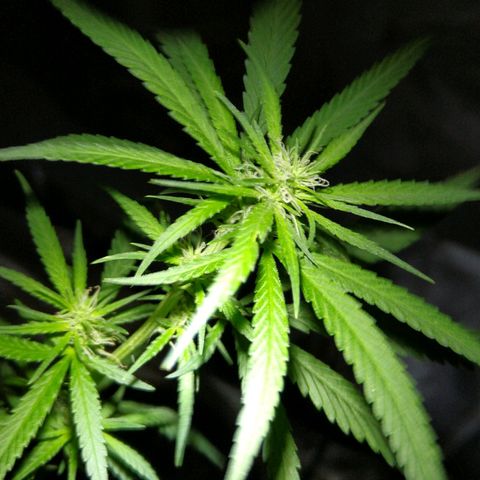OG Killer growlog timeline photo
